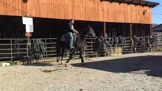 Sold 2-15yr 16.2H black crossbred gelding $1050 Deadline 3/17/25