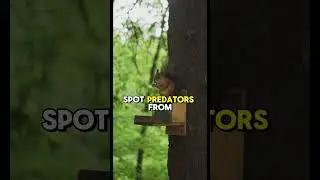 Squirrels and Their Super Senses | Animal Facts  #amazingworldchannel #storiesforallages #kids