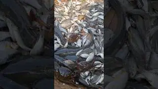 Wow! Amazing Lots of Native Fish Caught From Beel #fishing #fishvideo #fish