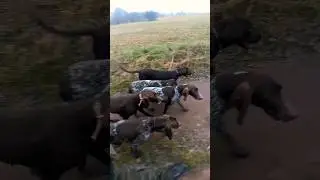 Pięć wyżł&oacute;w przy nodze luźny otok