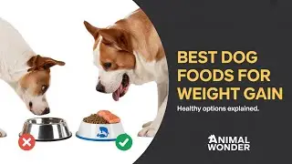 Best Dog Foods for Weight Gain: Healthy Options Explained