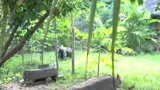 Army Ranger Lead Scout patrolling the area for possible threat in the mountains of Philippines