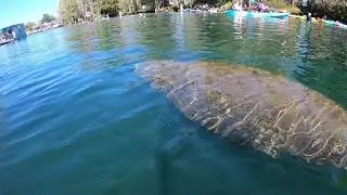 Manatee Tail!