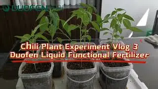 Duofen Liquid Functional Fertilizer Chili Experiment Vlog 3 🌶️🌱