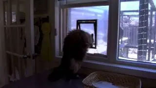 Forgotten Paws