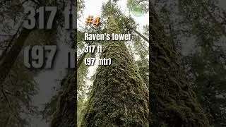 Top 10 tallest trees in the world #tallesttree #trees  #shorts