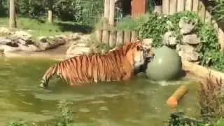 Rocky Enrichment