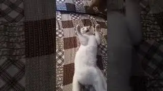 Fency cat Playing
