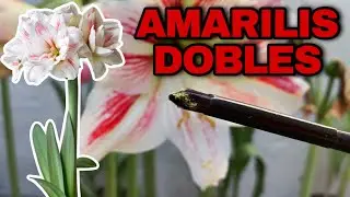 COMO HACER AMARILIS o AZUCENAS DOBLES (Hippeastrum amaryllis)