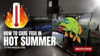 How to Keep Your Fish Safe in Extreme Summer Heat | Fish Safety Tips - Imran's World