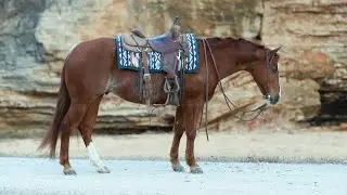 Tarzan 5 Yr Old AQHA Gelding
