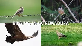 Birding in Extremadura   April 2025