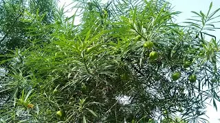 Kaner Tree: Evergreen Tropical Shrub || Yellow Flowers Small Tree