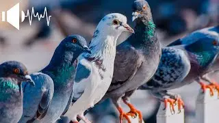 Dove Sound - Amazing Sound 2022 4K