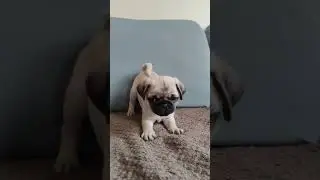Pug puppy barking