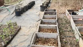Hardwood cuttings outside pt.2 #rootingcuttings #hardwoodcuttings  #propagatingplants #propagation 