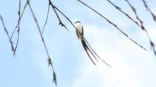 Tesourinha (Tyrannus savana) emitindo som de chamado