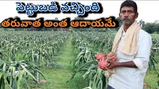 long time profitable crop/dragon fruit farming/ మూడు ఏళ్లలో పెట్టుబడి, తరువాత అంత రాబడే