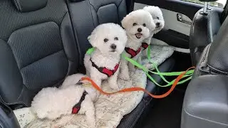 8숑이들 산책 깜짝 라방 해요🤗