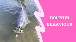 Dolphins bring gifts from sea in apparent response to lack of human interaction
