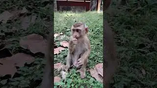 Ep..30 Monkey Life In South-East Asia 