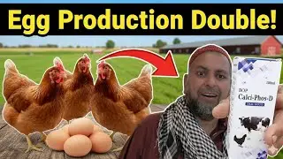 Yeh Syrup Daalnay Se Andon Ki Production Double! 🔥🐔