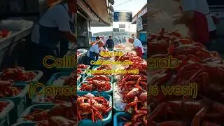California rock crab (Cancer productus west) #hewan #Crab #laut #alam #kepiting #habitat #Seafood