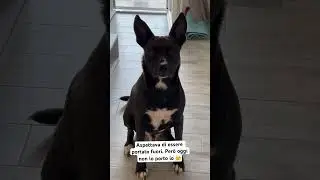 #puppy #doggielife #dogcomedy #dog #funny #dogentertainment #comedy #pets #dogvideos #dogs #dogwalk