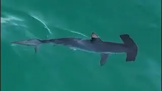 HAMMERHEAD в Bond Icebergs