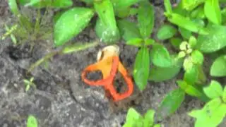 Red cage mushroom on Carmona sands, Salcete-a film by Ms. Cassie Rodrigues