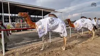  تتويج وزعفران الحلال الفائز في أشواط (سن الايذاع)مهرجان الظفرة