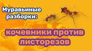 Муравьиные разборки: кочевники против листорезов