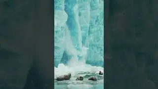 Harbor Seals & Glacier Calving | Alaska | Lindblad Expeditions