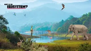 Tata  - Ecosystem Restoration | Cognito