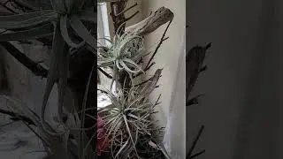 Recycled Christmas Tree as an Air Plant Holder