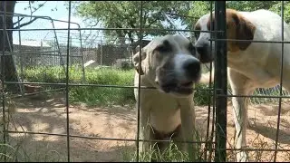 Local pet rescues impacted by ethical pet sales bill failing in Texas Legislature