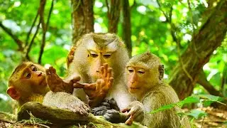 🐒 Monkey Family Story | Libby&rsquo;s New Pregnancy and Loving Care from Rainbow & Leo 💕