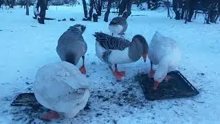 SA ACHIZITIONEZ GASTE?AM FACUT BOLURI SI PAHARE DE GHEATA