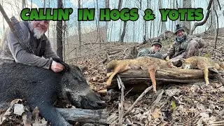 Calling in Hogs & Coyotes - Pig And Coyote Hunting On Public Land
