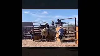 Bucking a few Bulls on the Salt River Reservation in Scottsdale!.