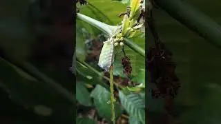 hileud sereset 🐛🐛 #petani #hama #kopi