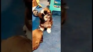 Mainu b viral kro yar mainu thodi jaldi aa 😅🐶#shortvideo #shots #dog #funnymemes  #indiamemes