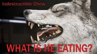 Indestructible Chew