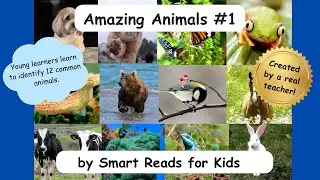 Amazing Animals #1 Toddlers, Pre-K, Kindergarten learn animal names, real-life videos, new words fun