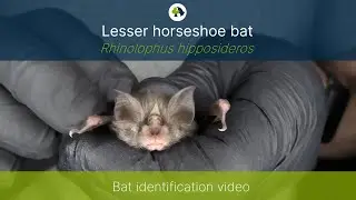 Lesser horseshoe bat (Rhinolophus hipposideros) identification training video