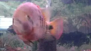 125 gal