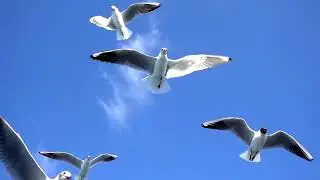 Paul Mauriat - La Decadanse