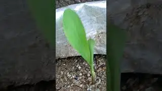बोरी में लगाए मकई #corn #gardern #subscribe my channel #amazingfacts #food #sweetcorn #bhutta #makki
