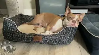 Showcasing Pet Paradise Dog Bed with Sleepy Boston Terrier