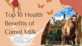 Discover the Top 10 Health Benefits of Camel Milk and How it Can Improve Your Overall Wellness
